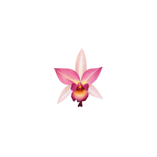 Pink Orchid Tattoo